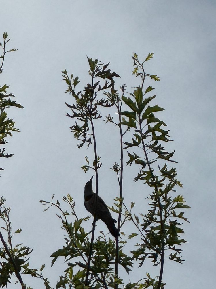 Northern Flicker on BOAT what Nicole calls a neighbours large Swamp Spanish Oak Tree that surprisingly well in a BC PNW (south) 8a climate
