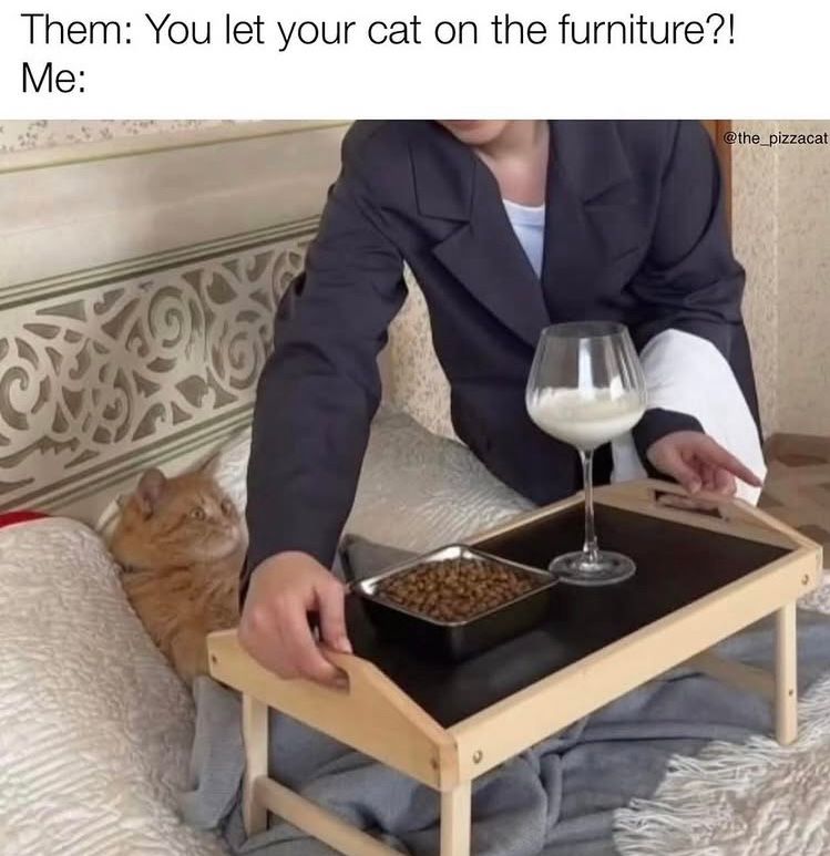 THEM: You let your cat on the furniture?
ME: