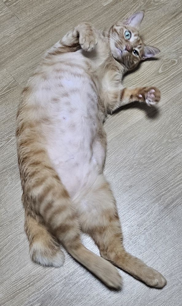 배를 보여주며 누워있는 고양이