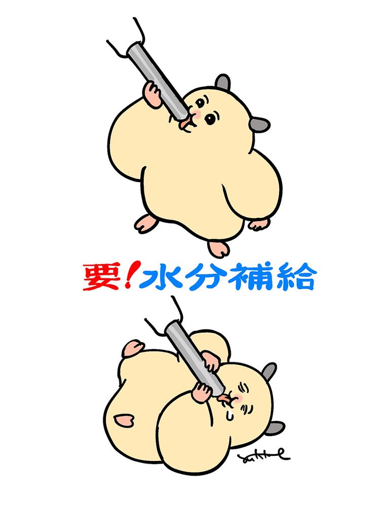 「要！水分補給」の文字と水を飲むムキムキのハムちゃん