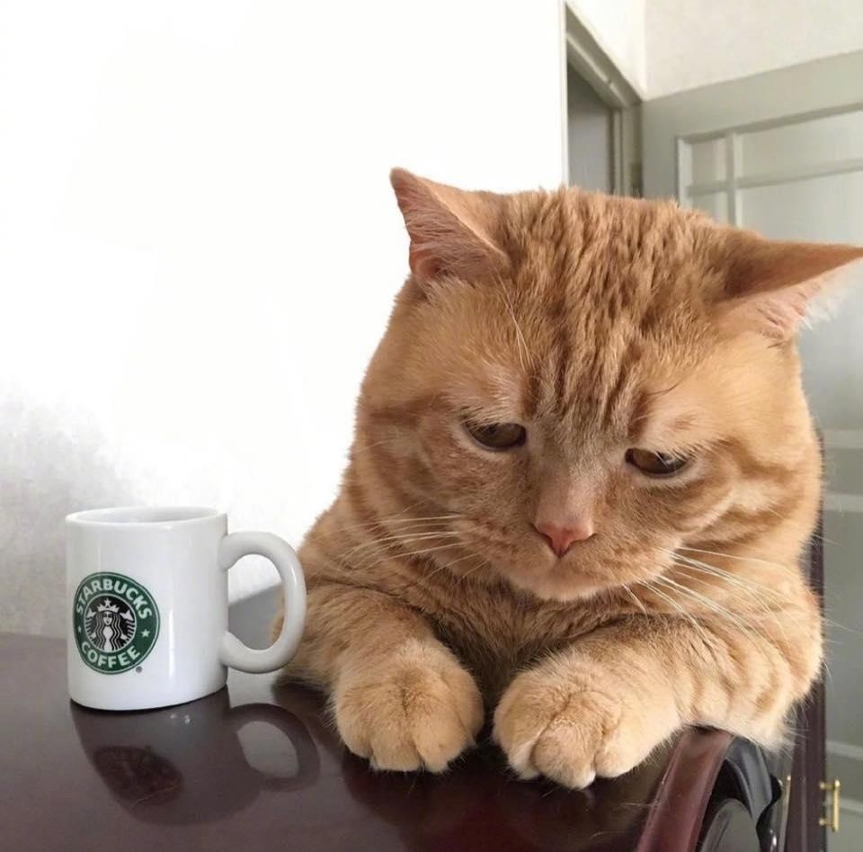 Gato laranja com rosto triste e cabisbaixo ao lado de uma xícara de café.
