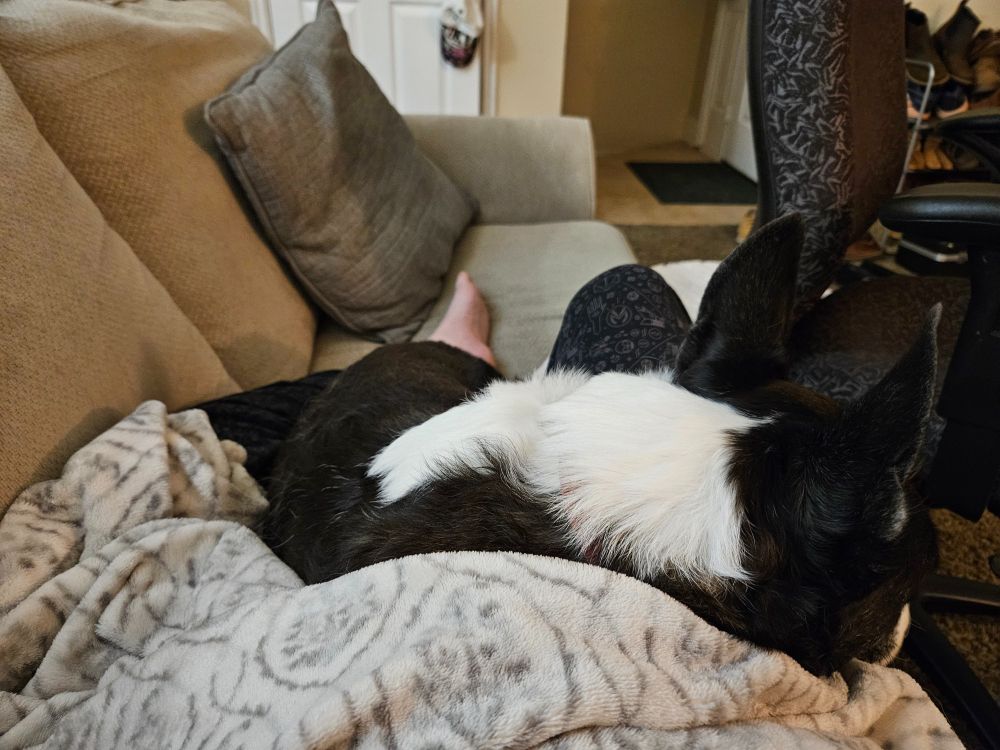 Fenris cuddled up to Sadie, with a white blanket acting as his pillow.