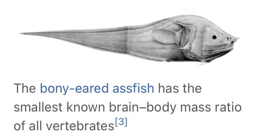 picture of the bony eared assfish. It has small brain.