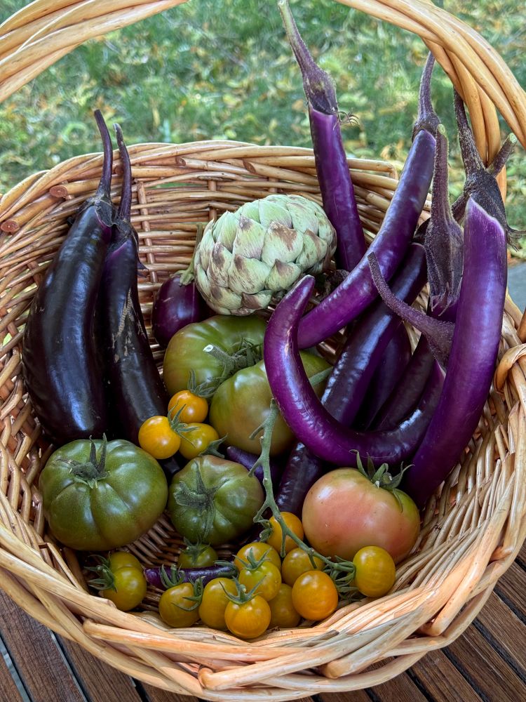 Basket of garden produce with lots and lots of eggplants, three varieties of tomatoes, and an artichoke.