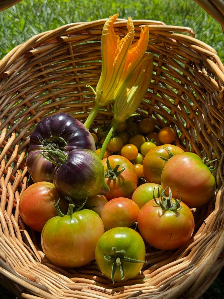 Basket of garden produce full of tomatoes: pinkish-green tomatoes, tomatoes with purple shoulders, and orange sungold cherry tomatoes. Two zucchini flowers are stuck in for good measure.