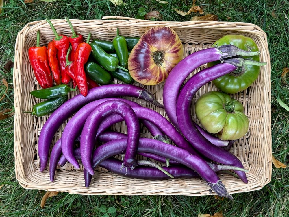 A shallow basket full of summer veggies is set out on the grass. There’s a plethora of long, thin eggplants with glossy purple skin, two big green tomatoes with some pink blushing up from underneath, a large yellow tomato with purple shoulders, green jalapeños and a bunch of red hot peppers.