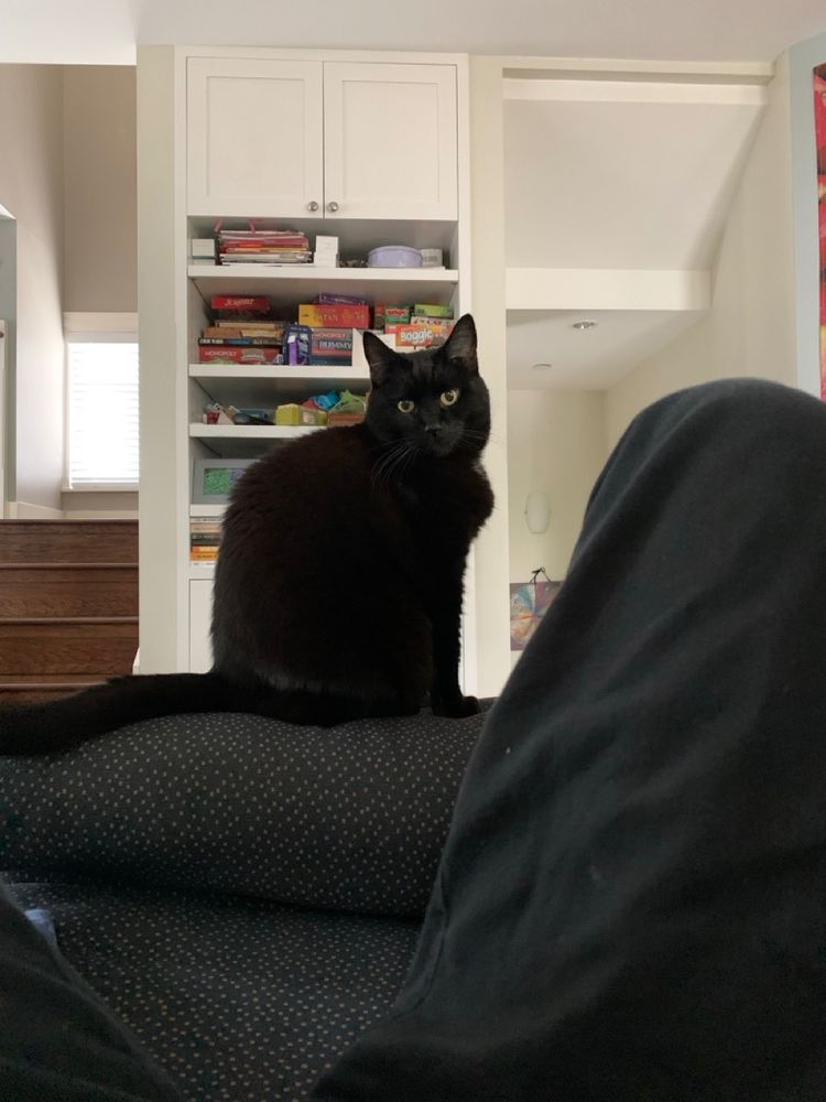 A very handsome black cat perched on the arm of a navy couch in front of a white, built-in games shelf stuffed with colourful board game boxes.