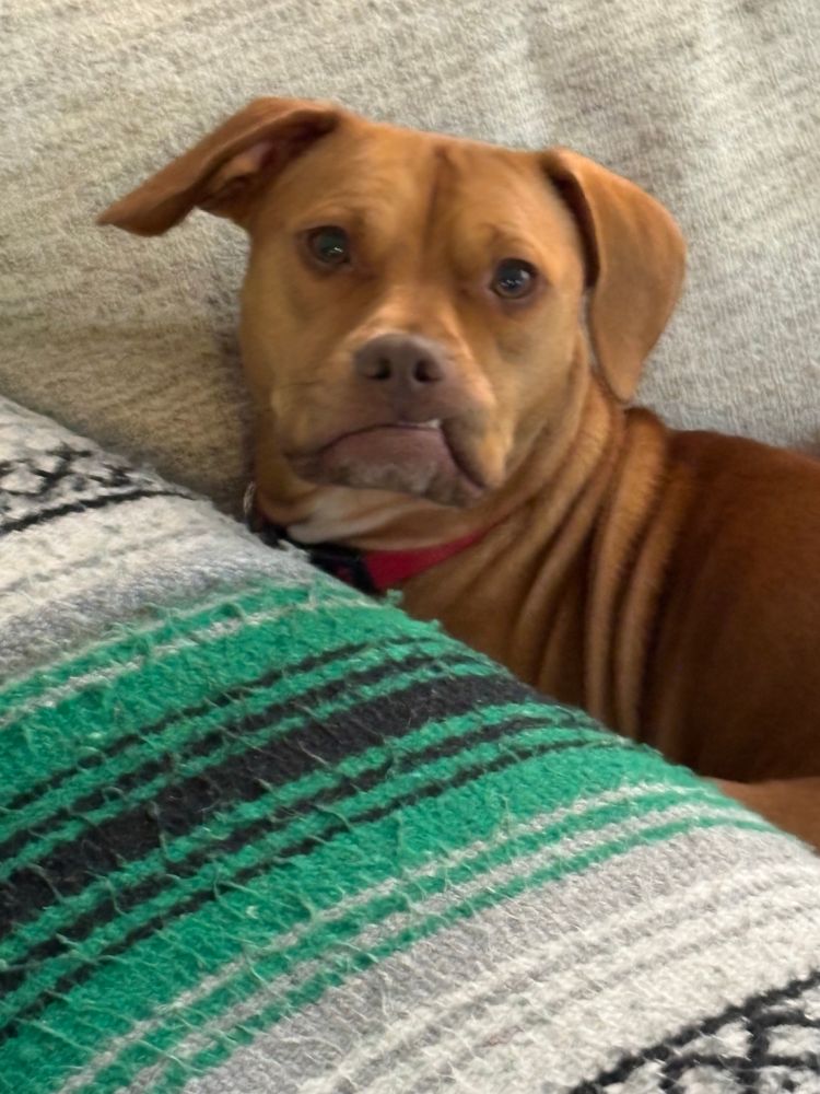 A very cute low-riding, copper colored pup with an underbite. Half his top lip is stuck in his teeth, looking derpy and precious.