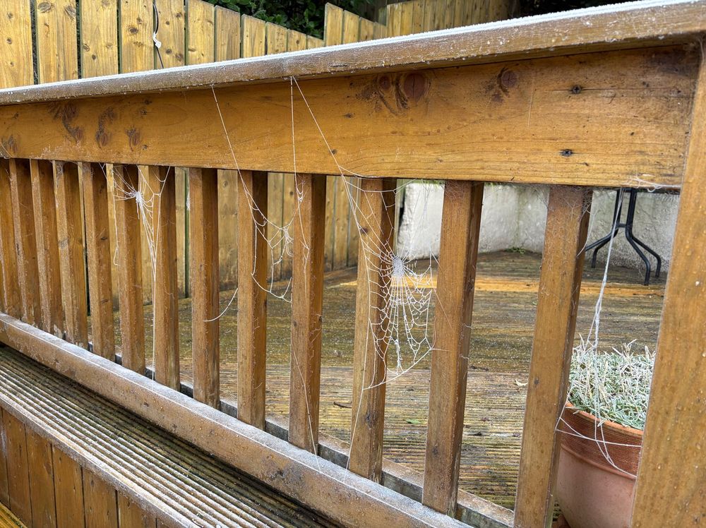 Frozen spiders web on garden decking