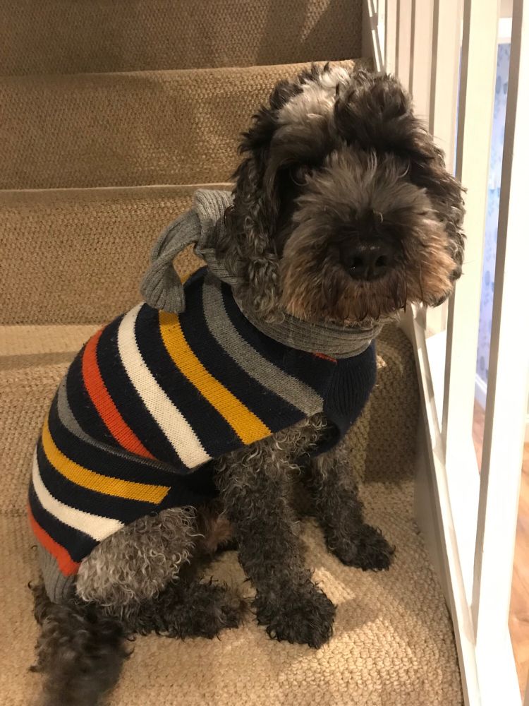 Rodney in a striped jumper
