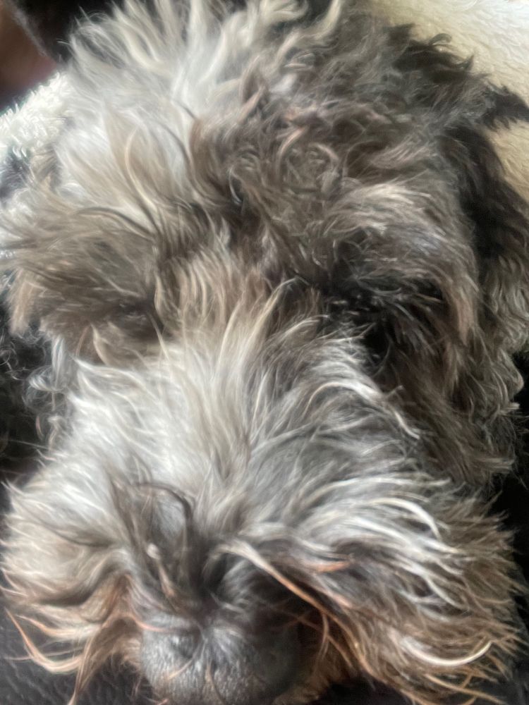 Close up Picture of Rodney the dog’s face