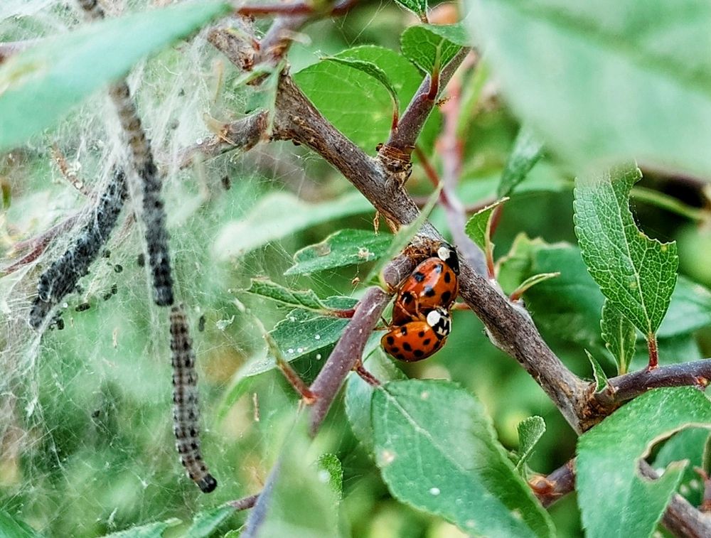 Blick in einen Strauch.
Links wuseln kleine Raupen in ihrem Gespinst.
Mittig rechts sind zwei Marienkäfer beim Liebesspiel zu sehen.