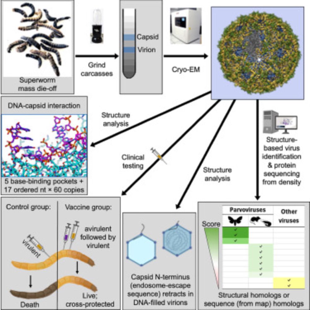 Cryo-EM-based discovery of a pathogenic parvovirus causing epidemic mortality by black wasting disease in farmed beetles