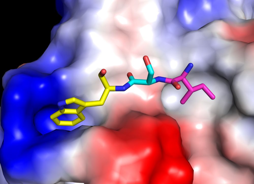 The NS2B/NS3 two-component protease from West Nile virus. The NS3 protein is visualised as an electrostatic surface with red regions being acidic, and blue regions being basic. White regions are neutral or hydrophobic in nature. A short segment of the NS2B "cofactor" protein is shown as coloured sticks. The isoleucine 60 residue (magenta), and tryptophan 62 (yellow) residues are critical for NS2B binding to NS3. 