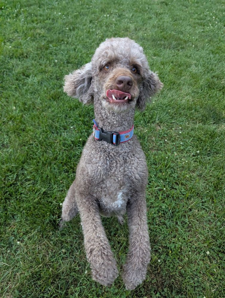 My baby girl Harlow the poodle mid jump. 