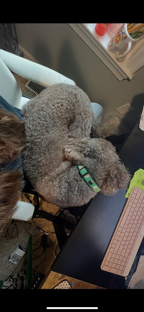 My standard poodle on my lap. Shes too large for this to be comfortable so I am getting a chair that the arms fold down 