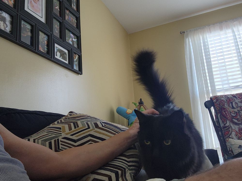 Picture of black cat getting pet on a couch.