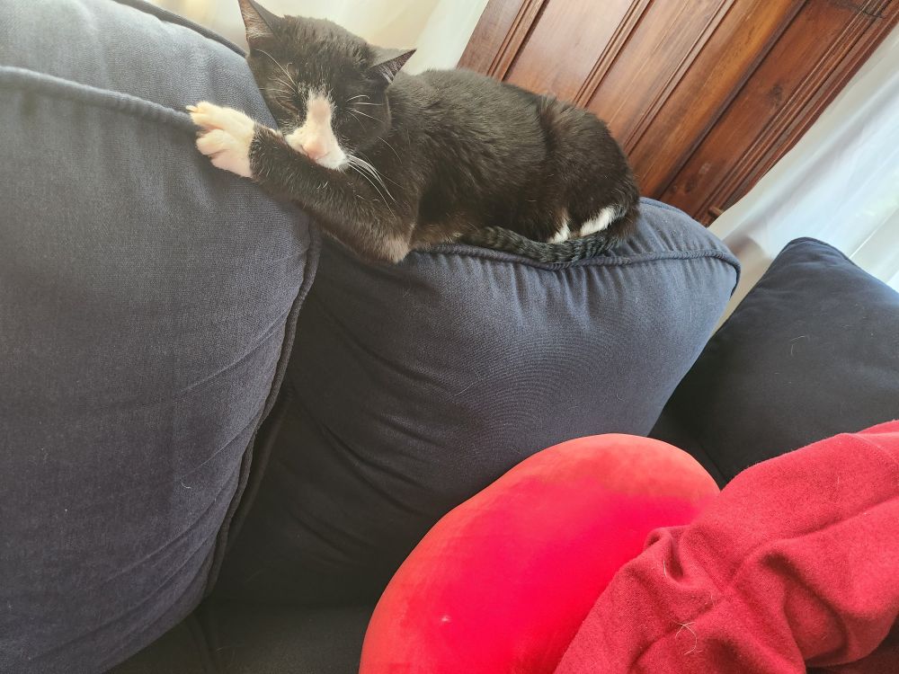 Tuxedo cat lounging on top of the back of the couch.