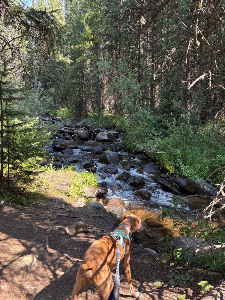 A brown dog on a leash looks at a rushing mountain stream. National forest land, this belongs to you. 
