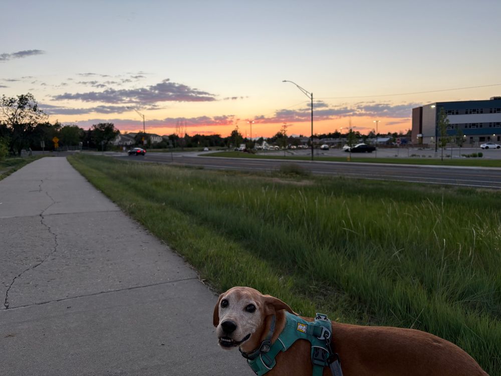A vizsla with white face and a turquoise harness looks lovingly at his human making him pose on our path in front of an orangey sunset between our neighborhood and a school. 