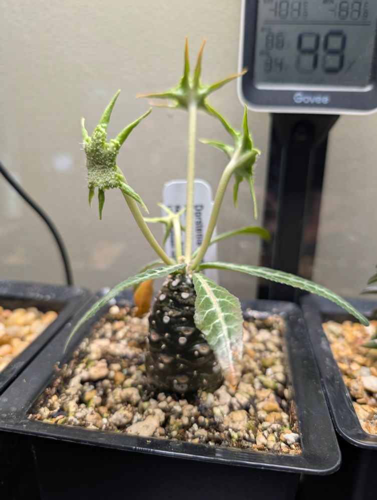 Dorstenia foetida hybrid
Succulent native to Africa. Has distinct alien-like flowers, which can self pollinate, that "spit" ripened seeds with great force.