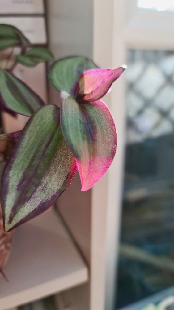 A good example of Subsurface scattering taking place in the real world, as sunlight is coming from behind a plant and changing the colour of the leaf from light greenish to a crimson colour due to the way the light comes through the translucent leaf.