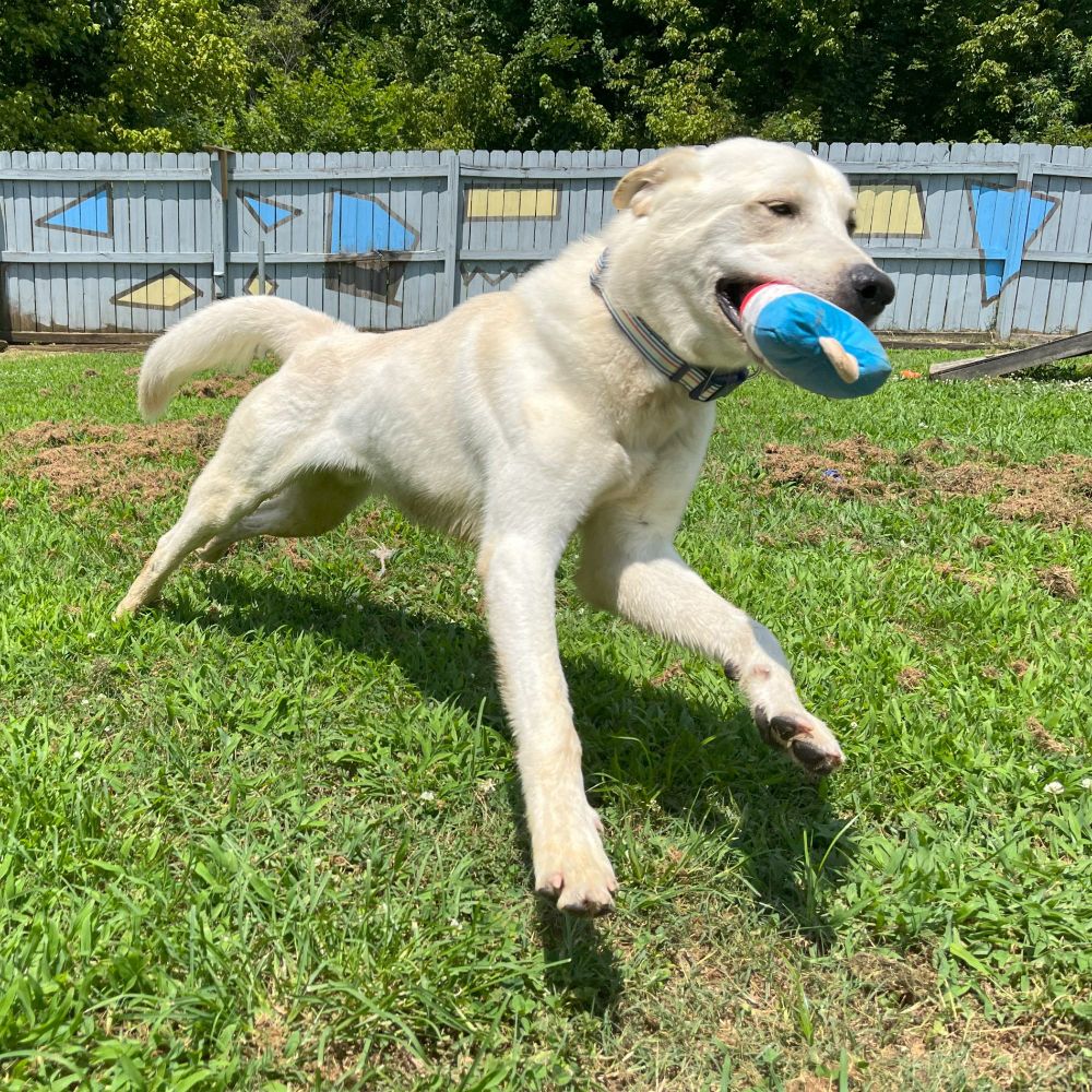 A large cream-colored dog with a toy in his mouth runs full stride past the camera. 