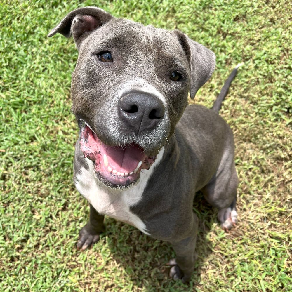 A blue pit bull with white chest sits and "smiles" for the camera. 