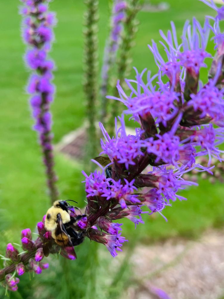 A big fuzzy bee on a stalk of purple flowers. 