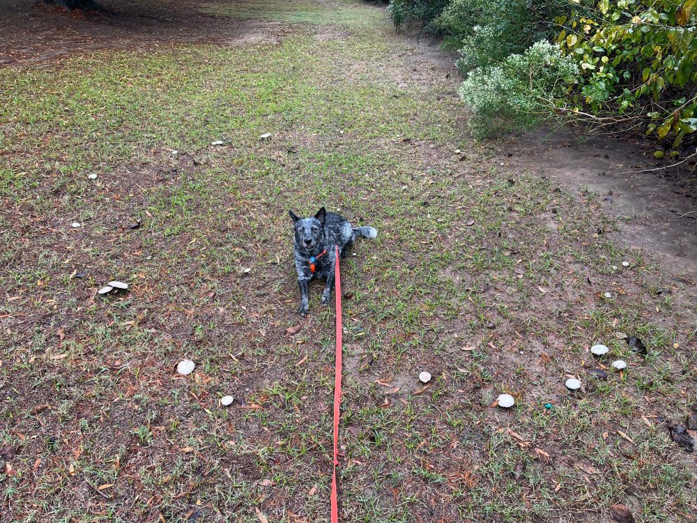 A blue heeler dog lays at the center of a fairy ring of white mushrooms. 