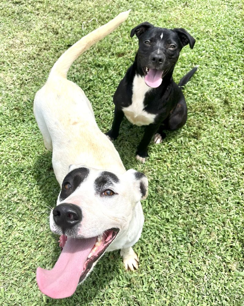White dog with black around his eyes is near the camera and a smaller black dog with white chest sits further back. Both have their tongues lolling out. 