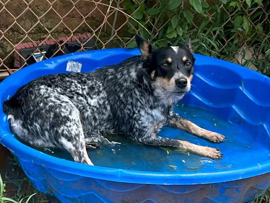 Blue heeler lays in a kiddie pool. 