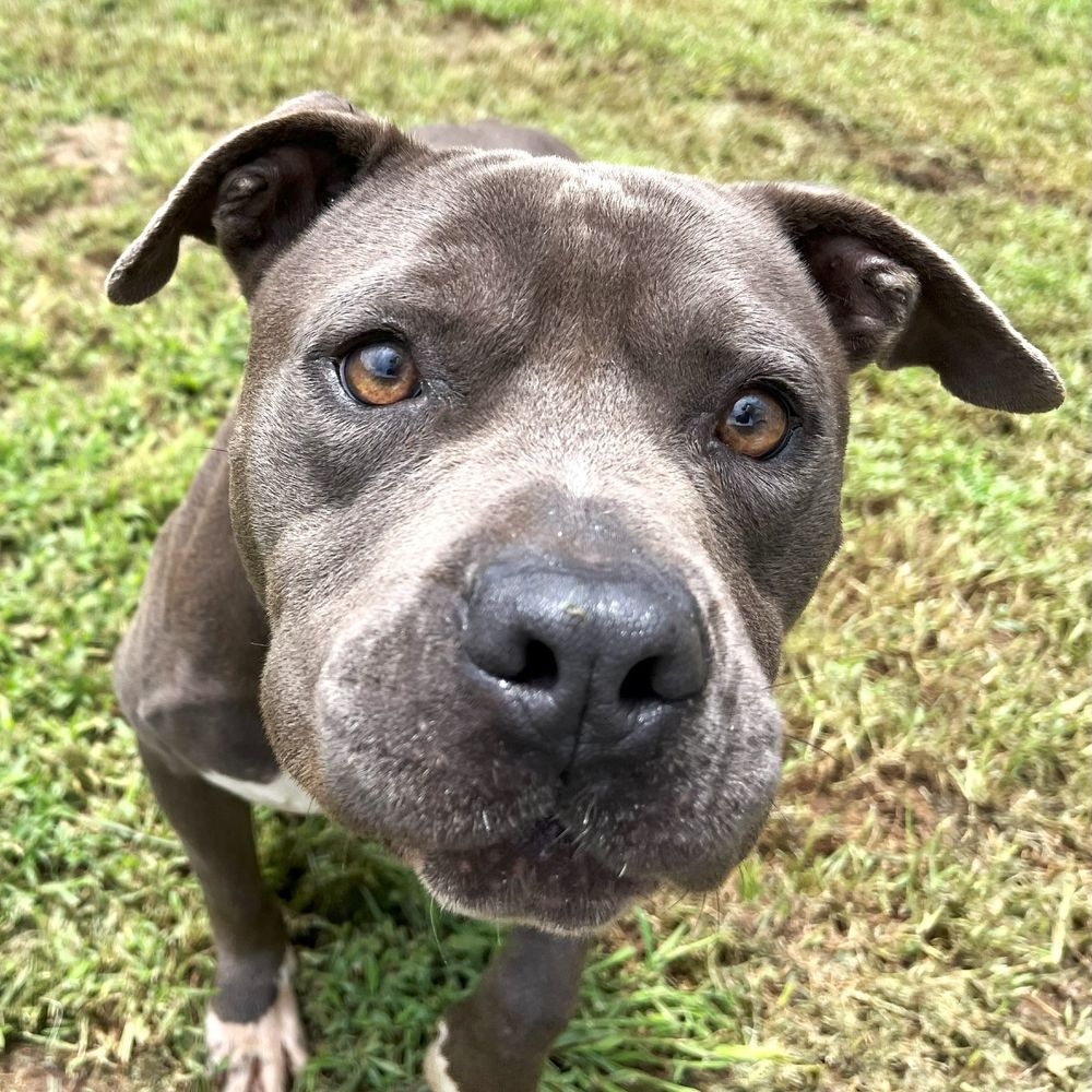 Blue pit bull very close up (as he sniffs the camera). 