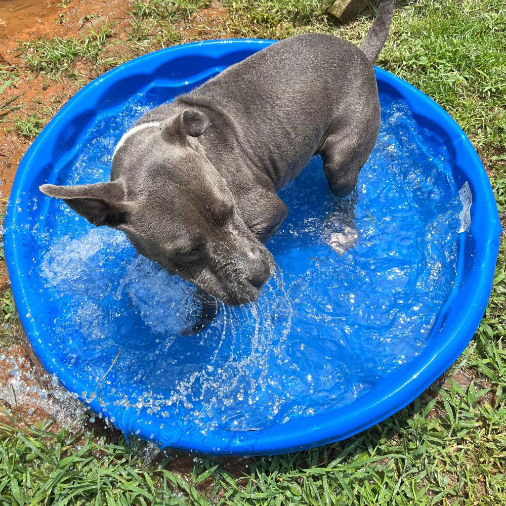Blue pit splashing about in a kiddie pool. 