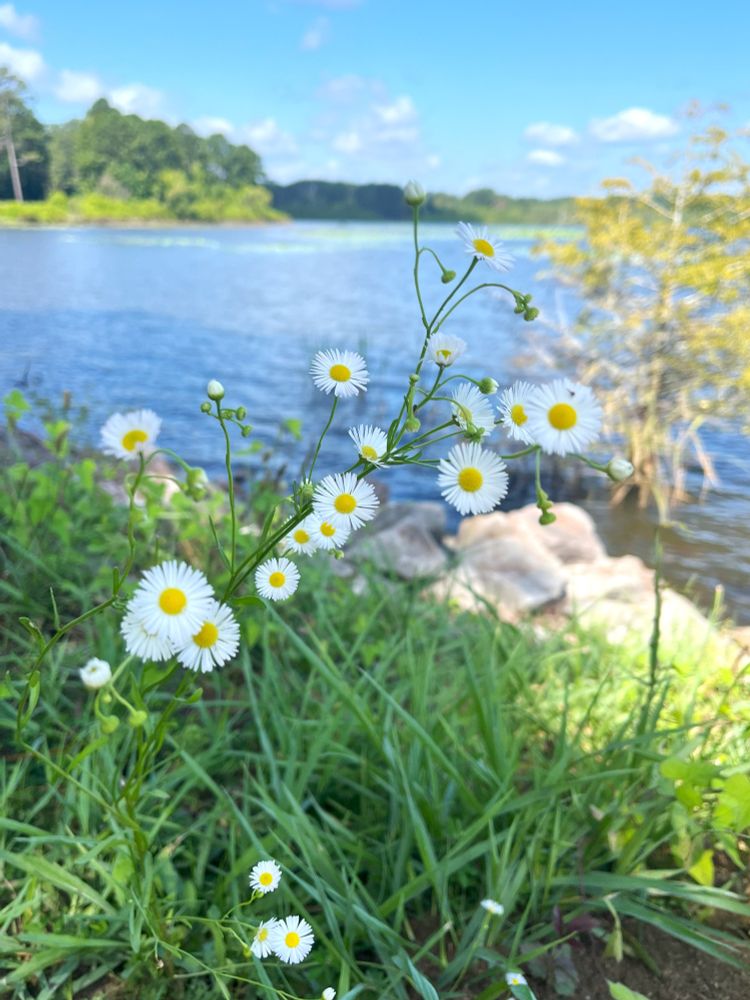 White flowers with yellow in the middle. Lake in the background. 