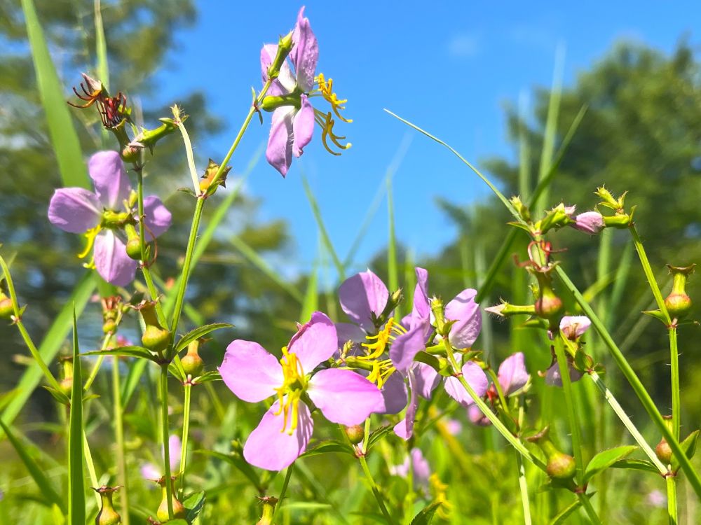 Several 4-petal, pinkish-purple flowers. 