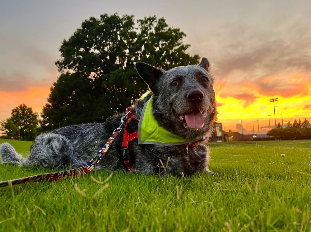 Blue heeler dog, wearing a hi-vis bandana lays in the grass with a firey sunset in the background. 
