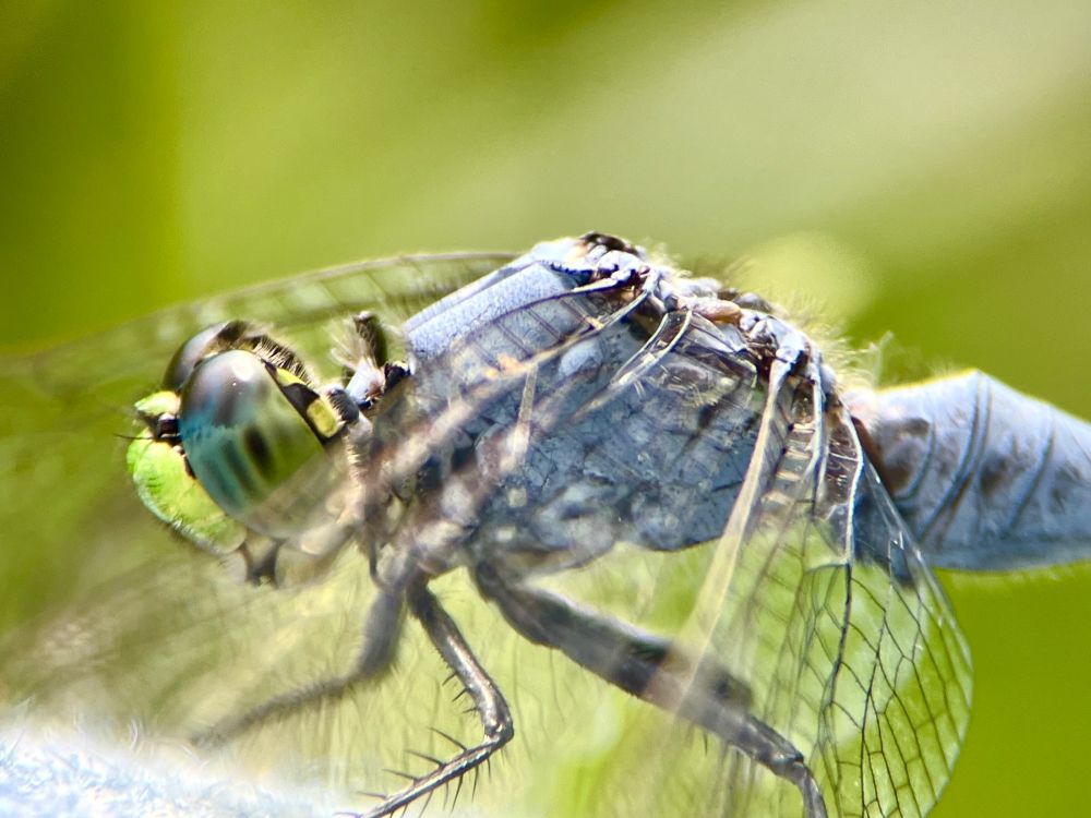 Same dragonfly from the side, with a green foliage blurred background. 