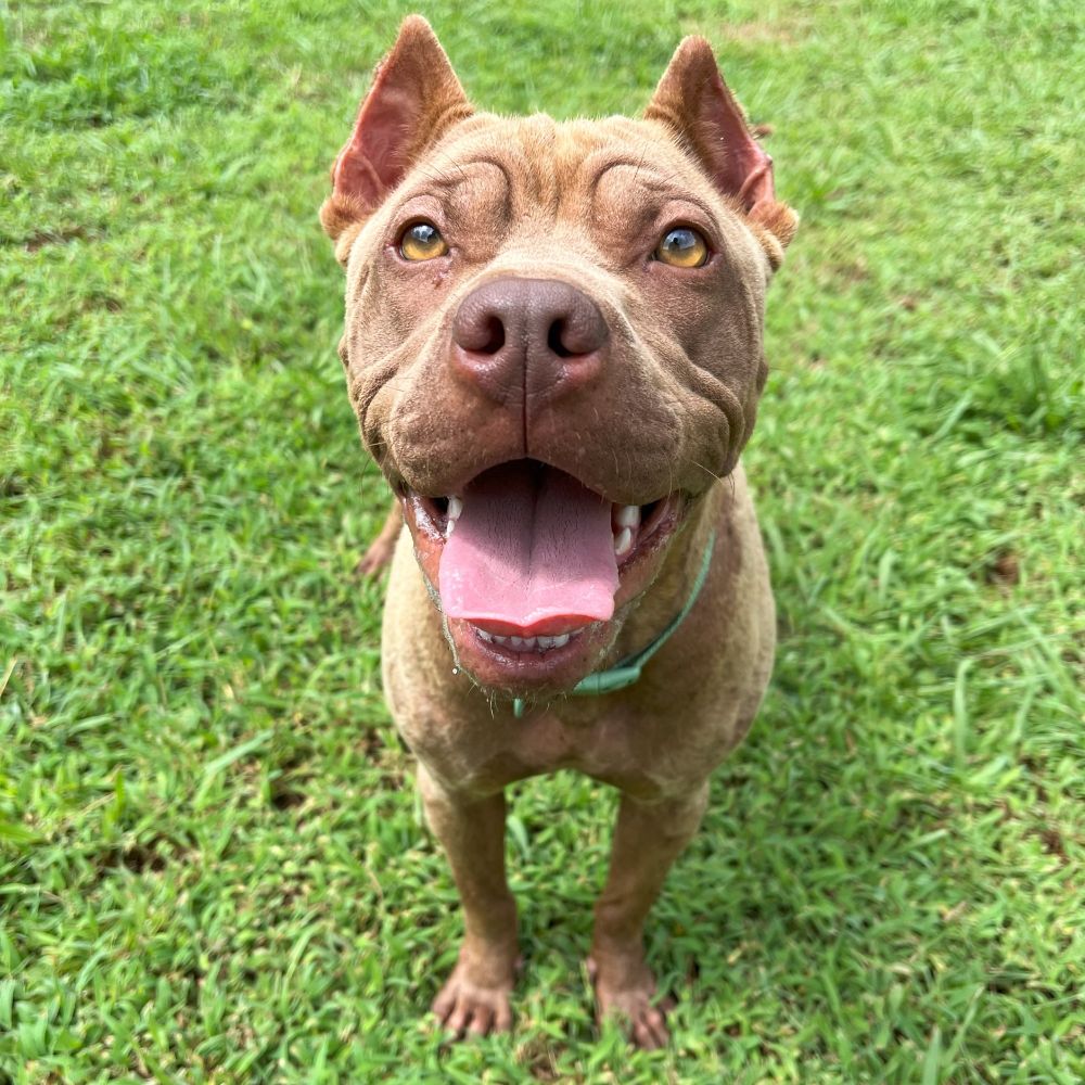 Super adorable little tan pit bull. She has bright eyes, cropped ears, and lots of wrinkles. Almost looks like a little cartoon dog, but she's real!