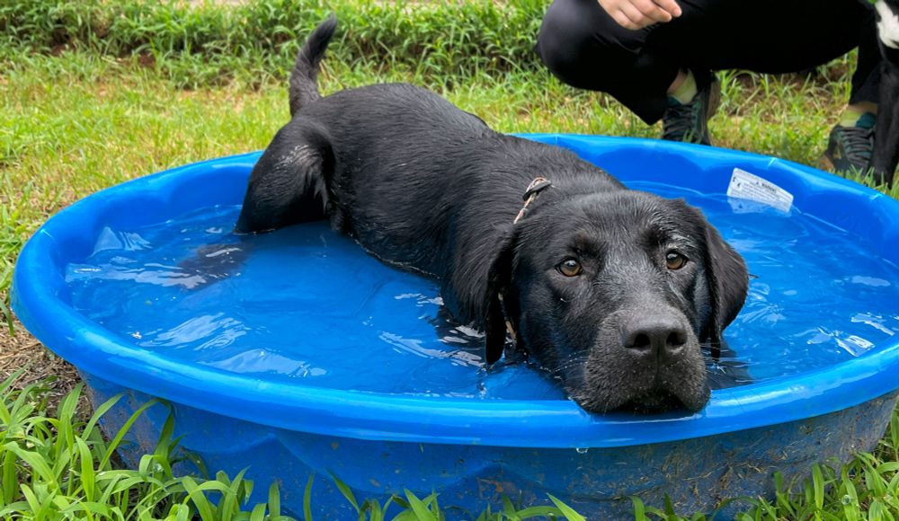 Gorgeous black lab lays in a kiddie pool full of water, resting her chin on the rim of the pool. 