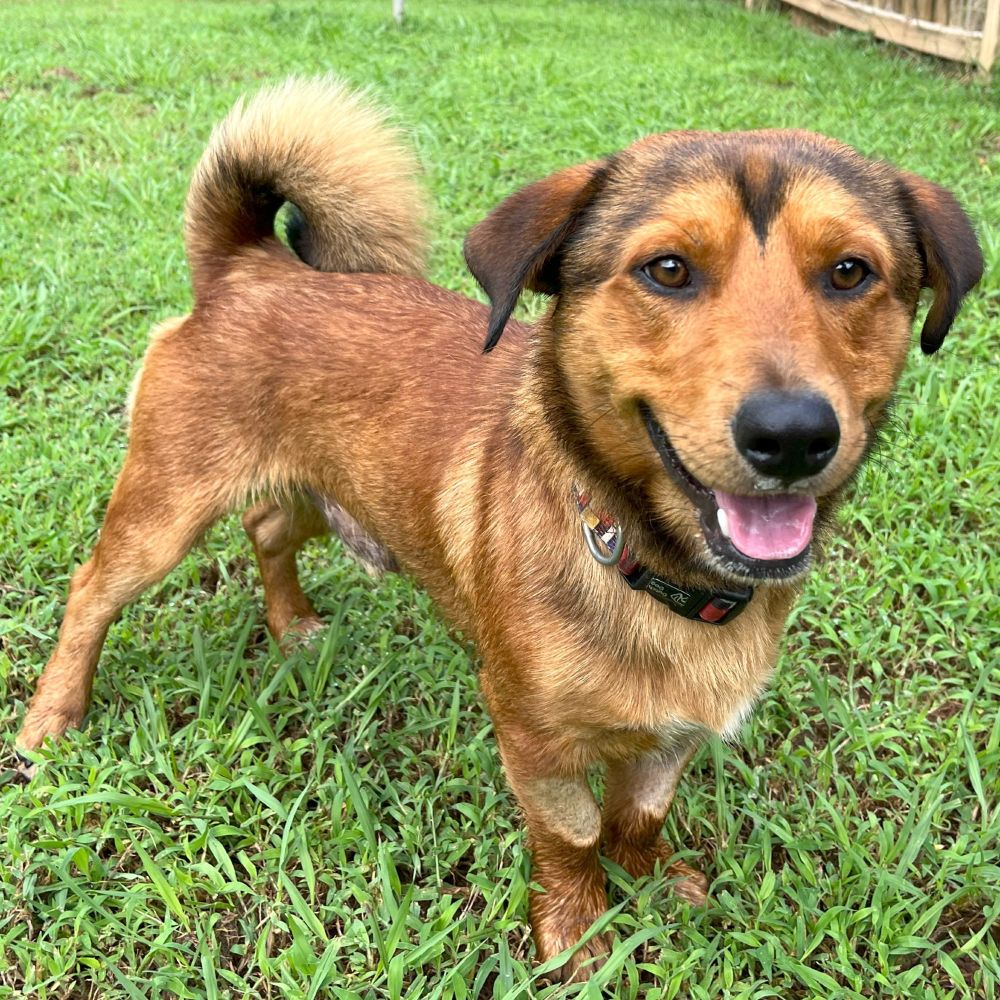 Long, short brown (kind of sable) dog with floppy ears, a broad head and a fluffy, curly tail "smiling" at the camera. 