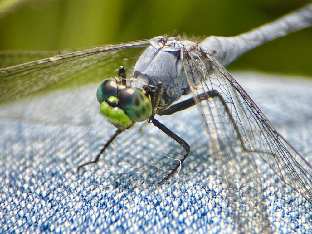 Dragonfly up close. Green and black face/eyes and dusky blue body. Wings partially visible. Denim visible in background. 