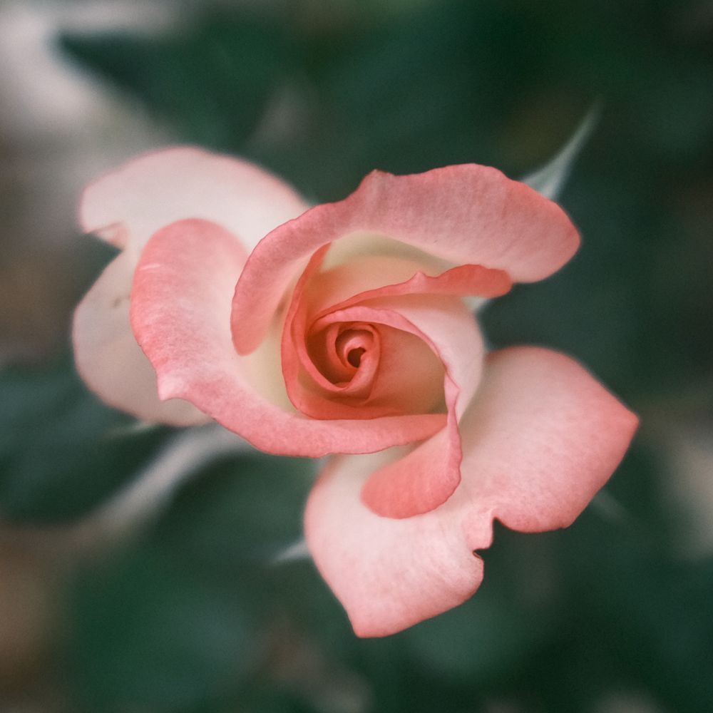 A square, close-up color photograph of a pink and white rose, taken from above with the rest of the bush blurred in the background.