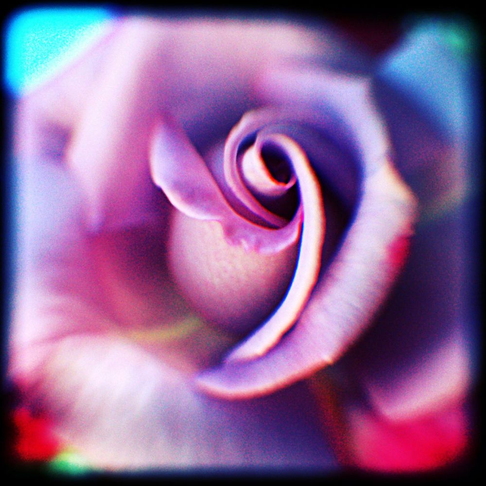 A square, macro, color photograph of a violet colored rose, shot from the top of the flower.