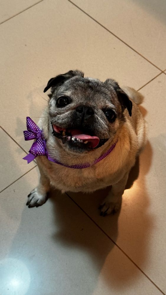 A smiling pug(dog) with a ribbon