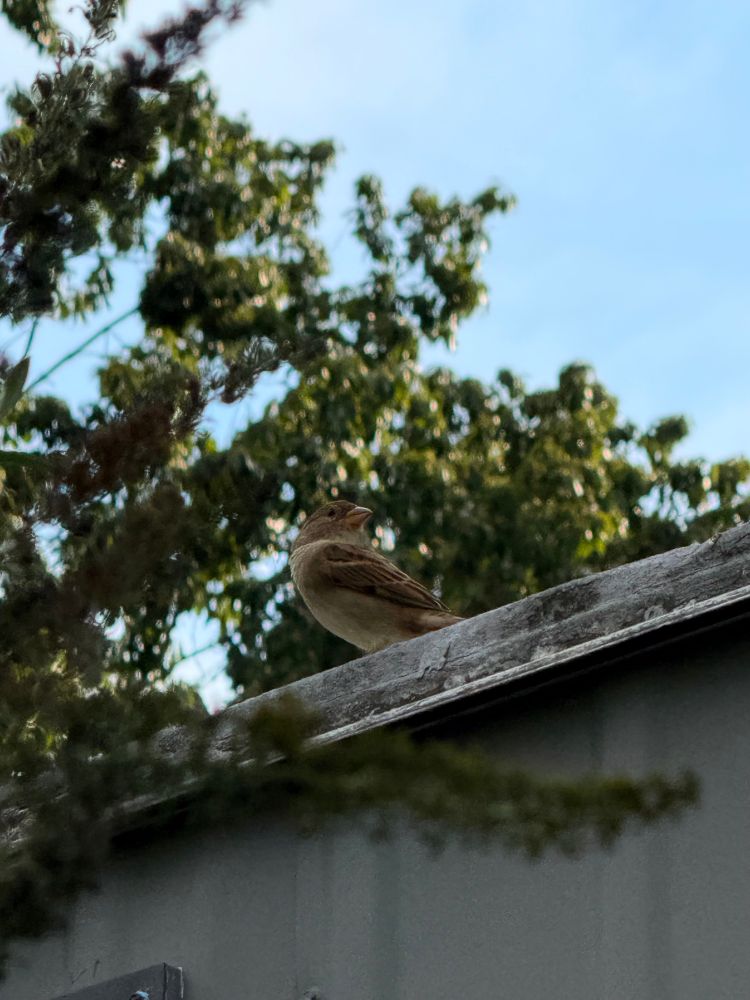 A small bird with brown feathers sits on a trailer roof