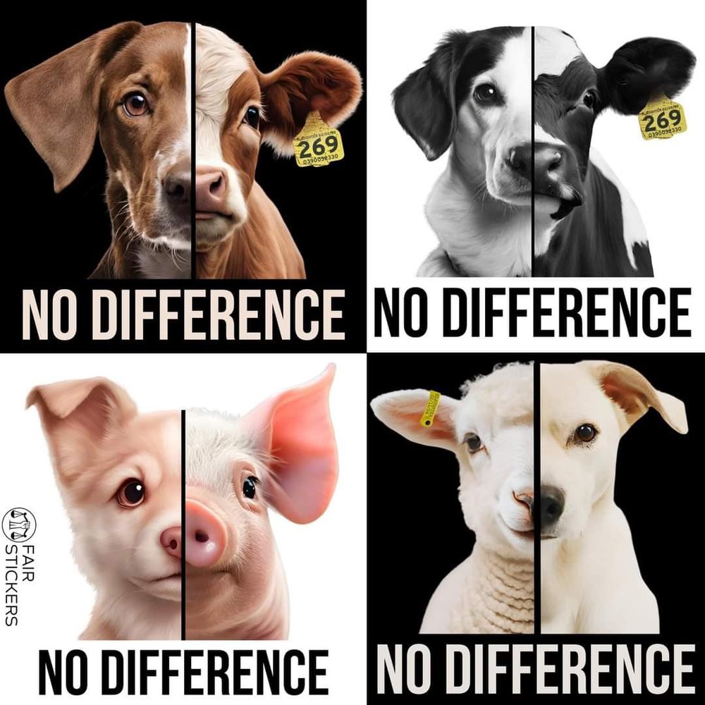 side by side photo's of dogs and cattle: sheep, pig, cow. with 'no difference' eronder.