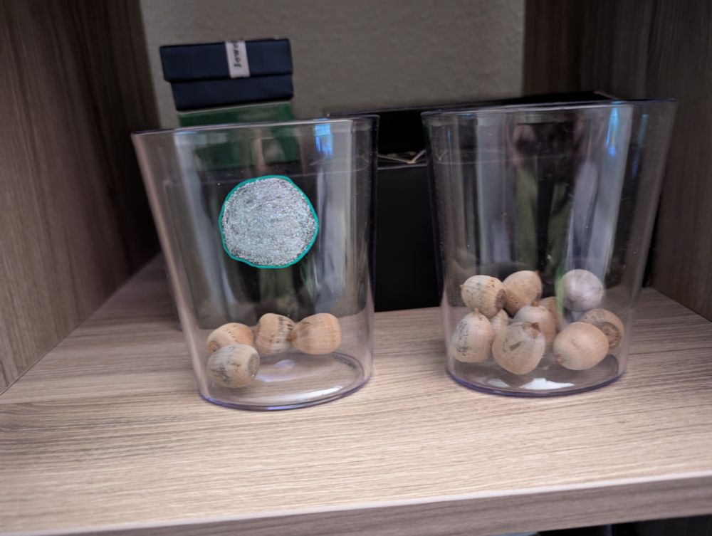 Two clear containers are shown. One has 10 acorns inside. The other is decorated with a (admittedly somewhat crude) picture of a full moon and contains 4 acorns 