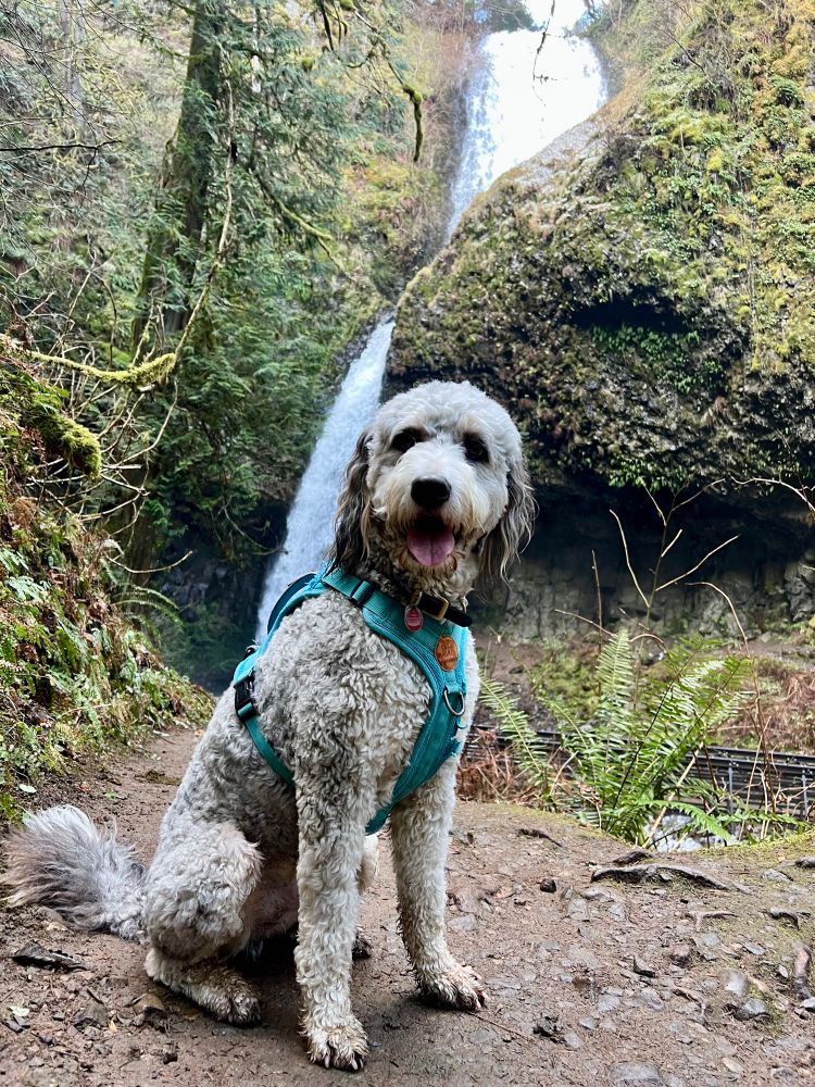 I - a gray bernadoodle - am sitting on the trail in front of a waterfall. The rocks behind me are covered in ferns and moss.