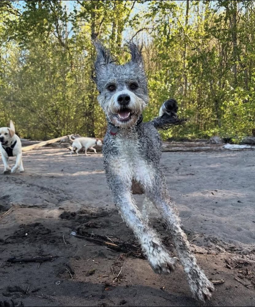 I, a gray and white bernadoodle, am running on a beach. I’m running towards a he camera, I’m all wet. My floppy ears are flopping straight up and my mouth is open like I’m saying, “Hey, let’s play!”